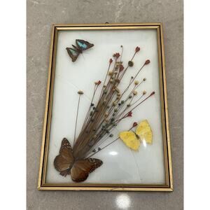 Vintage Wood Framed Glass Real Butterflies Dried Flowers Wall Art Made In Brazil
